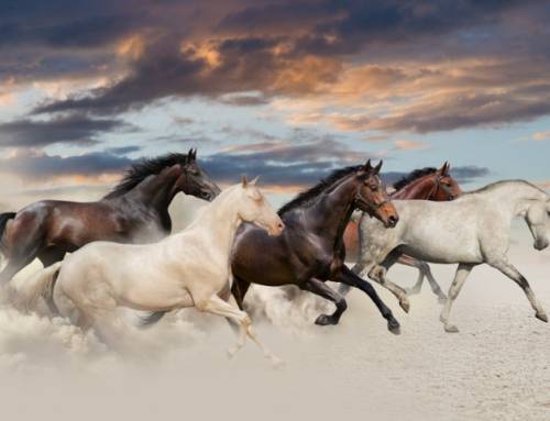 Tổng Hợp Hình Ảnh Năm Con Ngựa 2026 – PSD Dùng Làm Lịch & Background Tết