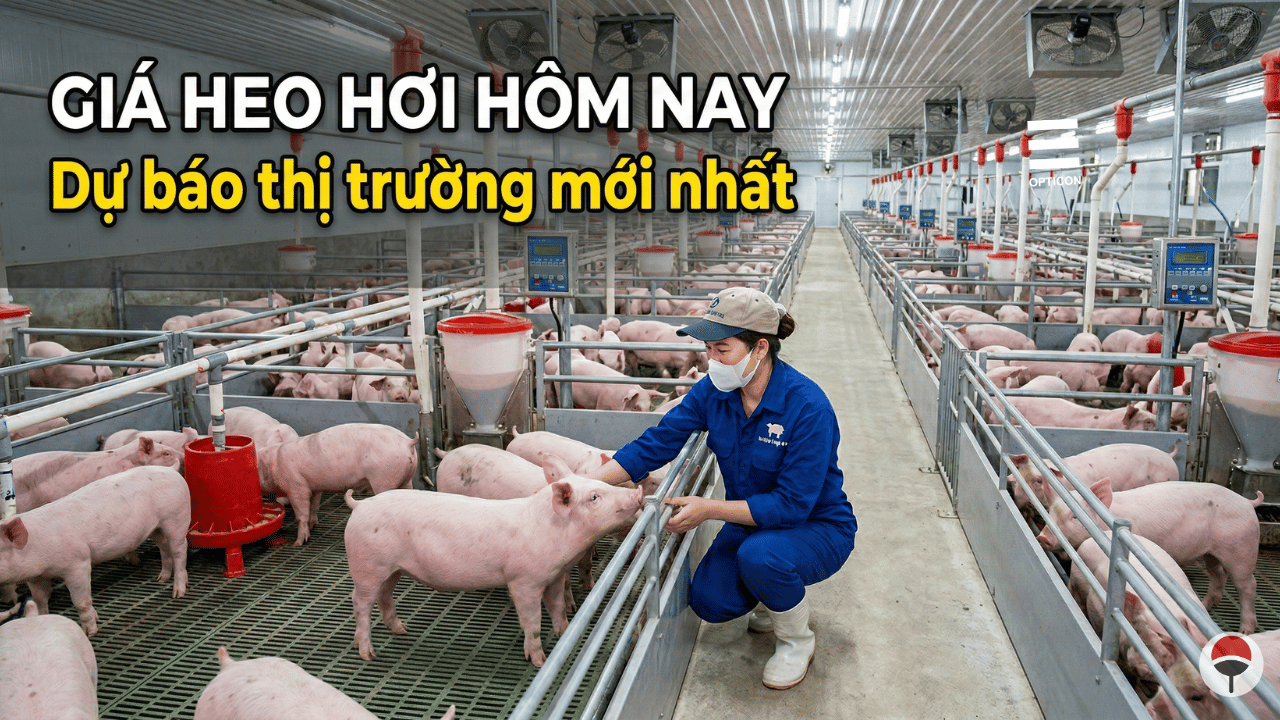 Giá heo hơi hôm nay