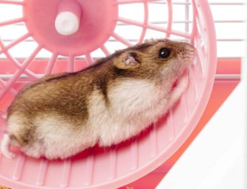 YouTuber biến vòng quay của hamster thành bộ sạc mini cho điện thoại và đồng hồ thông minh
