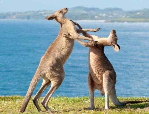 Australia siết mạnh Big Tech, điều tra 5 mạng xã hội vì không chặn được trẻ dưới 16 tuổi